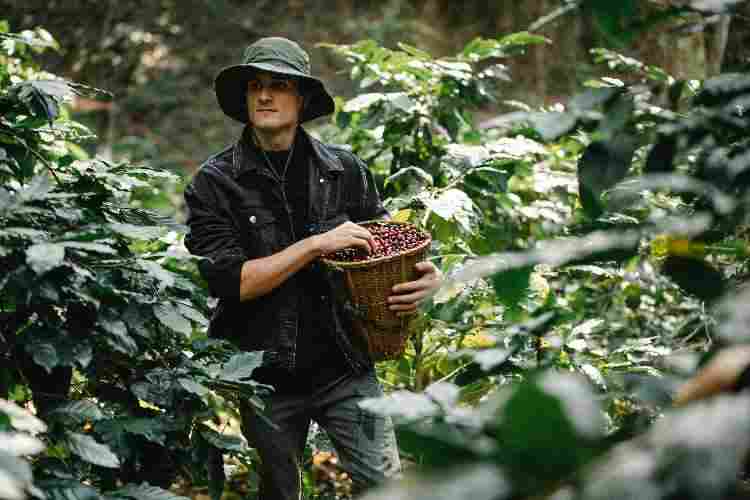 are there places in the U.S conducive to growing coffee beans?