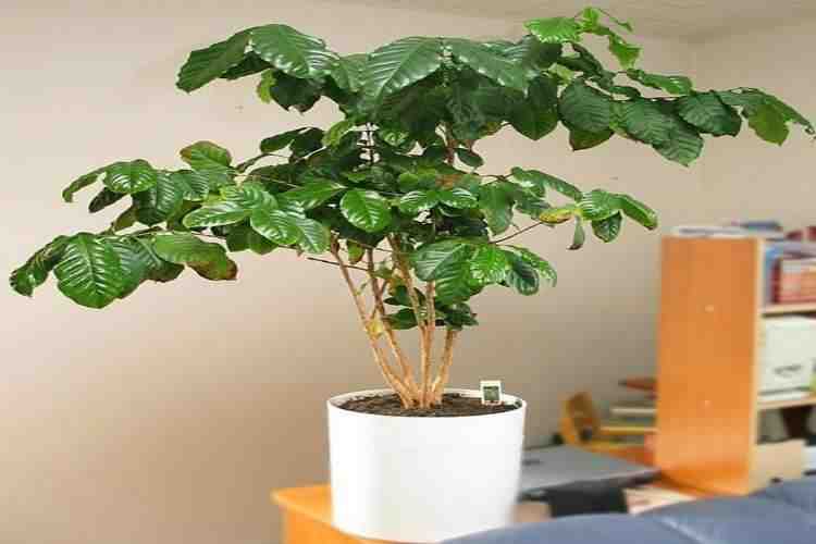 can I grow coffee plants in pots in Pakistan?