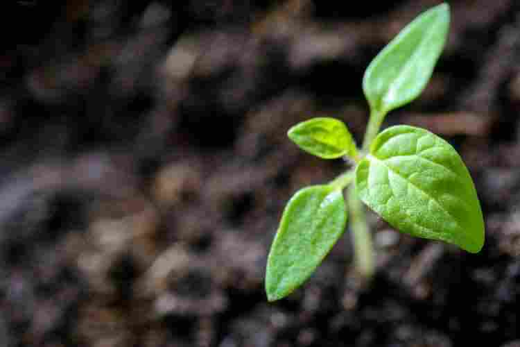 can we use coffee ground as plant soil?