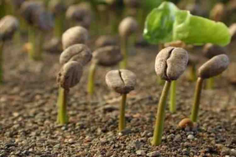 how long does it take for a coffee plant to produce beans?