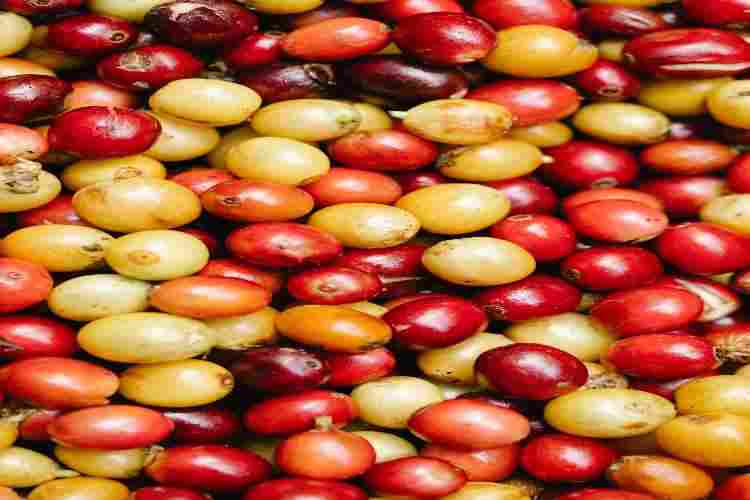where do I find whole coffee robusta beans in America?