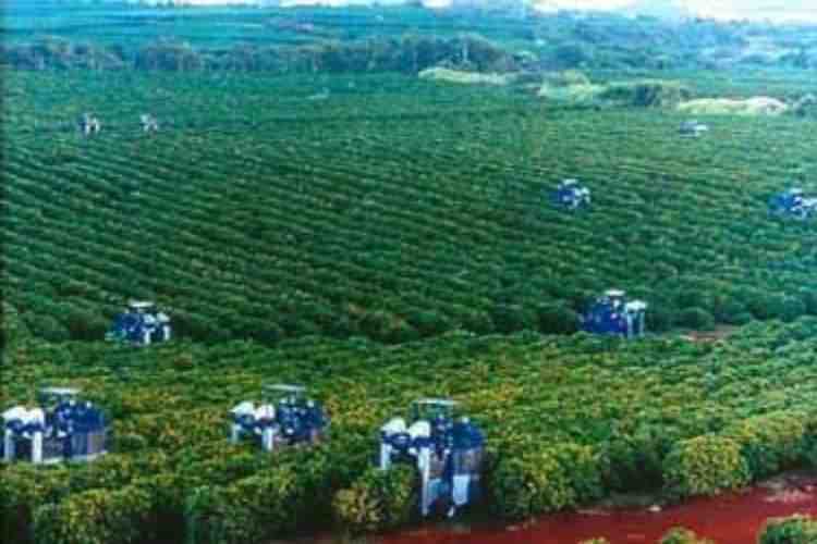 which is easier to cultivate tea or coffee