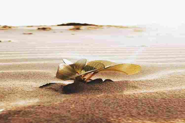 why does coffee grow in hot climate?