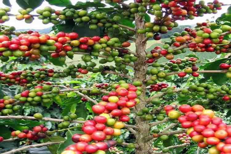 why doesn't the southern US grow coffee instead of tobacco?